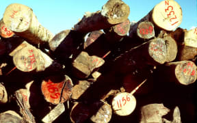 Fiji timber for export