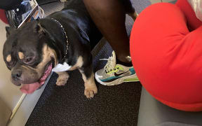 Dog on plane
