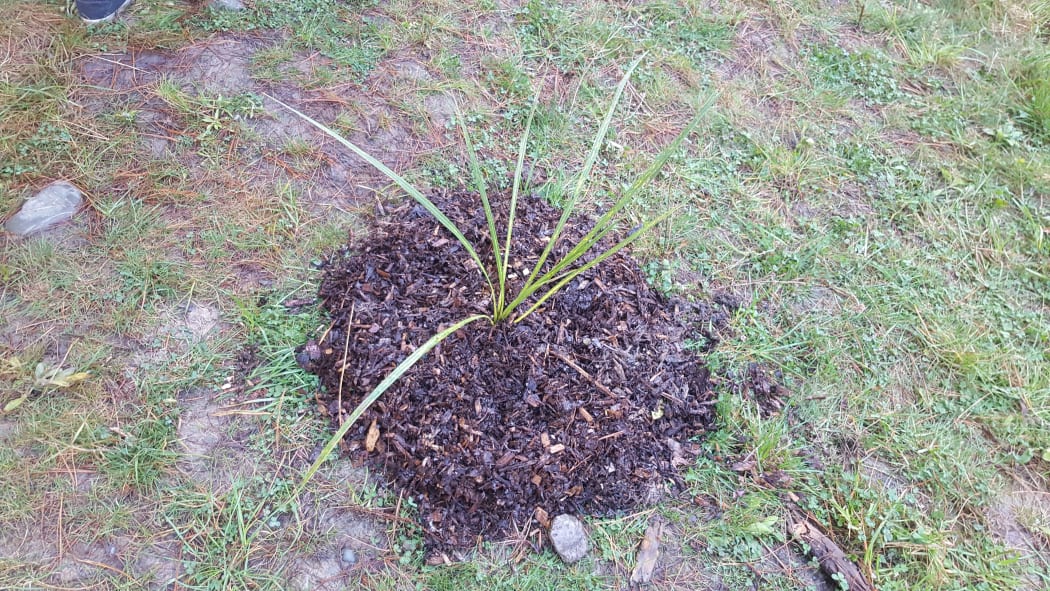 Te Tapuwae O Rakau Trust has started on plans to restore Port Hills by planting 40 cabbage trees at the Christchurch Adventure Park.