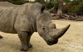 Auckland Zoo's male rhino Inkosi was euthanised after a sudden untreatable illness.