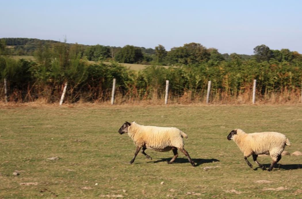Sheep