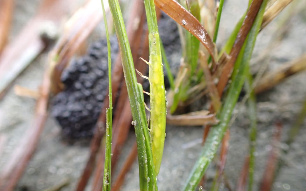 A close-up of strands of seagrass showing the tiny flower structure that looks more like hairs than a quintessential flower.