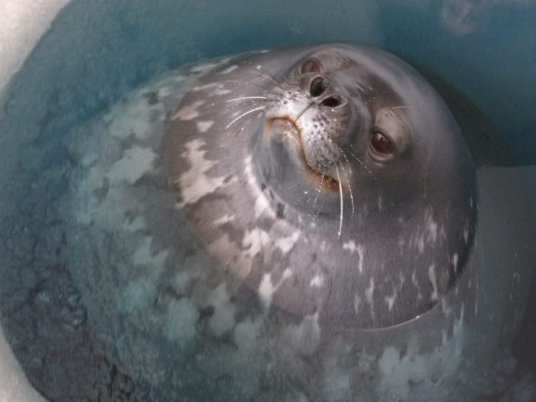 Weddell seal takes a breather at a hole in the sea ice, in Antarctica.