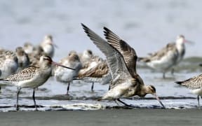 Weary young godwits arrive at Foxton Beach  after 11-thousand kilometre journey