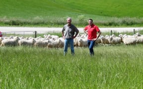 Michael Hogan, left, and Dion Morrell. Sheep contest
