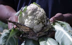 Cauliflower