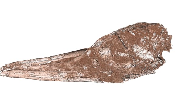 Fossil of the specimen, dubbed the Zealandian Tropicbird, or Clymenoptilon novaezealandicum.