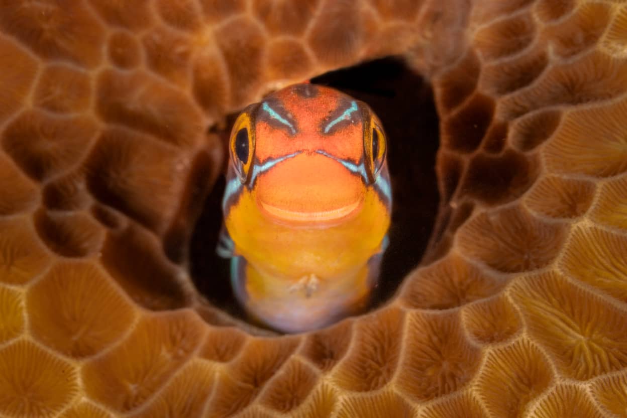 Winner Fish and Other aquatic animals category, Smiley by Jenny Stock.