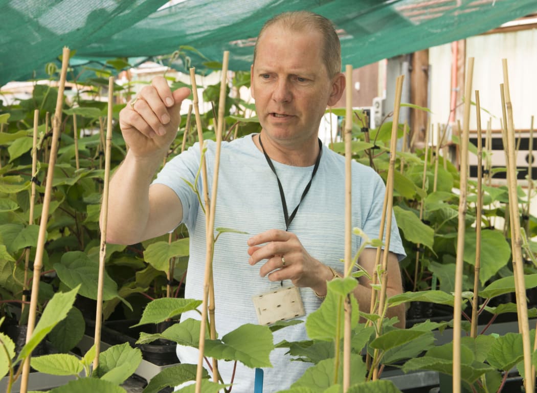 Tony Reglinski was involved in testing new kiwifruit cultivars to see if they were resistant to kiwifruit Psa.