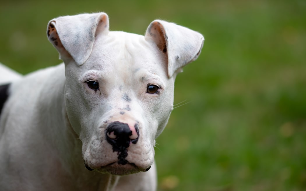 A white pit bull standing on grass.