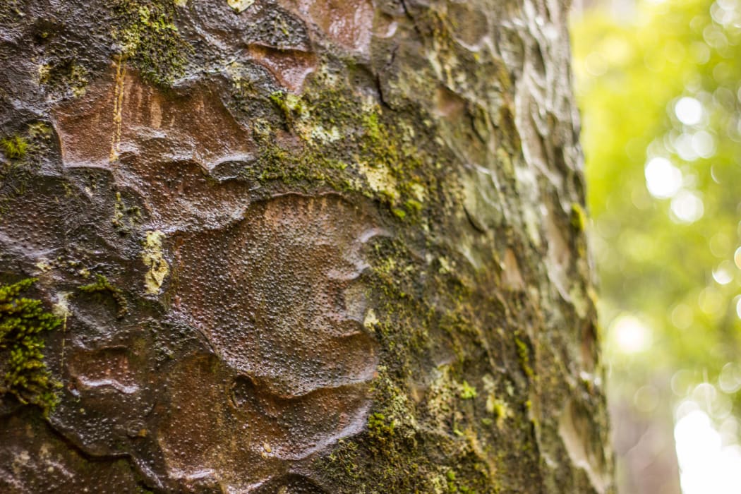 Close up of a Kauri tree trunk in the Waipoua Forest
