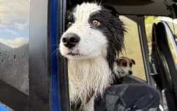 Molly, a border collie, was lost in alpine backcountry near Hokitika for almost two weeks.