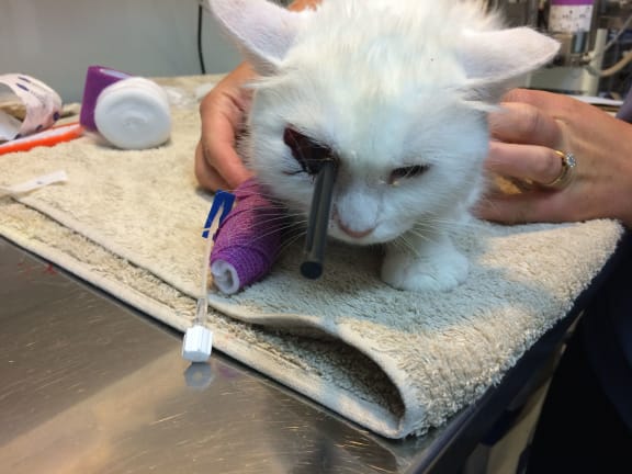 The cat may lose its eye from the direct hit.