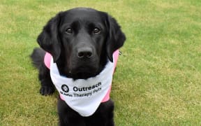 Isla the St John Outreach Therapy Dog