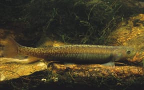 Roundhead galaxias
