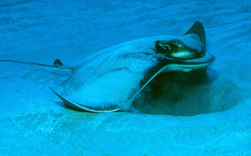 This eagle ray is blowing water out through its gills as it excavates the sand in search of bivalves and other invertebrates to eat.