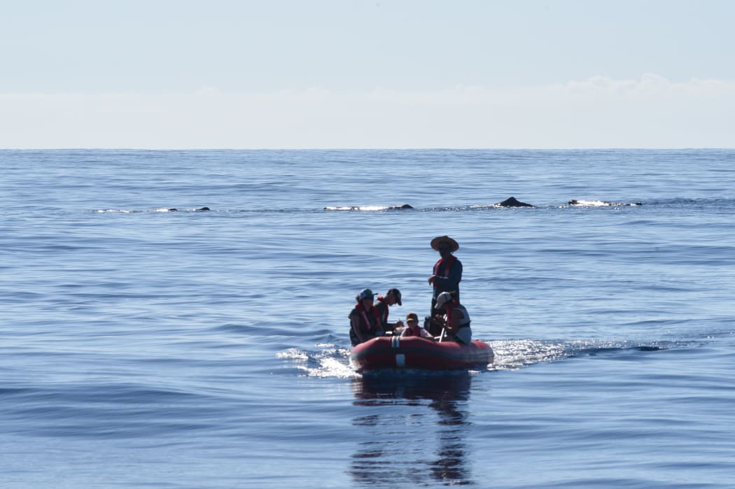 The team use the dinghy to get closer to a group of sperm whales to take ID shots.