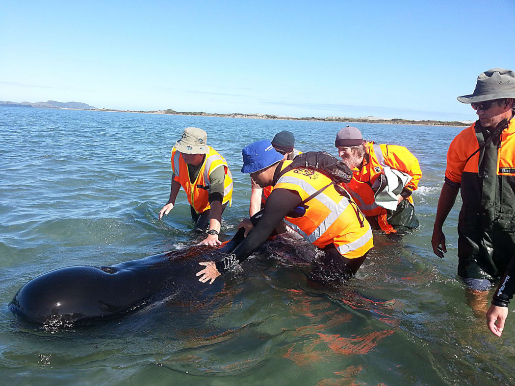 DoC rangers and volunteers re-float a whale at Farewell Spit.