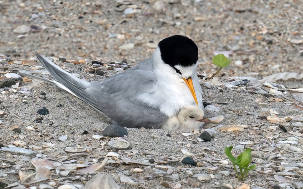 Tara iti, or fairy terns, are fiercely protective parents.