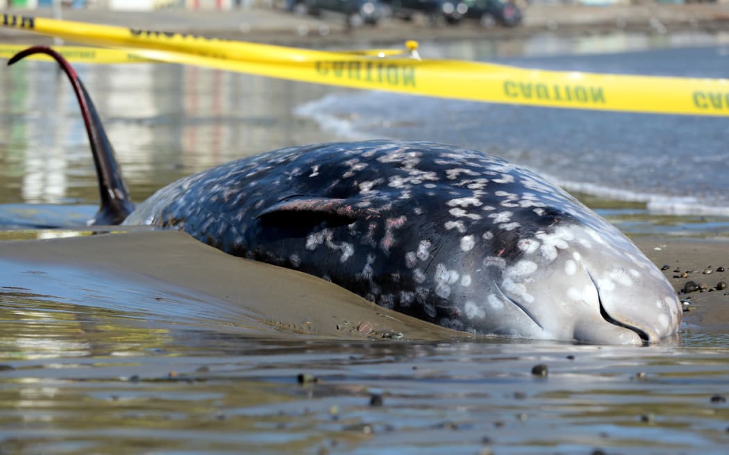 A cuviers beaked whale washed up on the beach south of Titahi Bay near Wellington this morning.