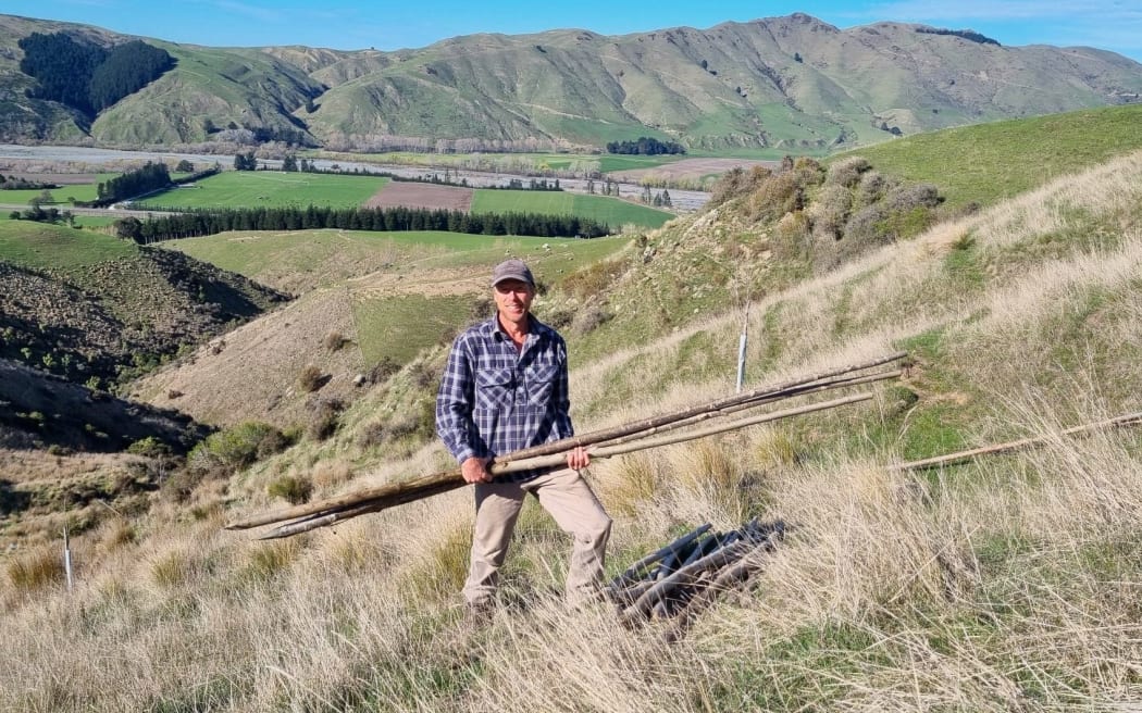 Planting poplar poles at Punawai