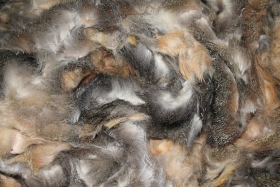 Hand-plucked possum fur