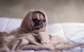 Pug in a blanket