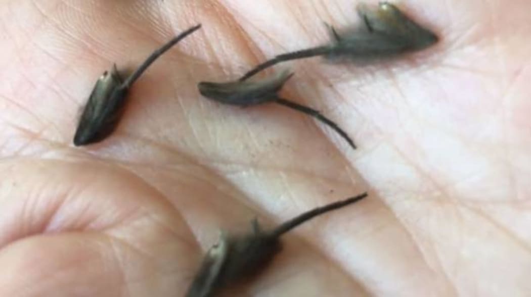 An Auckland man and experts have been left baffled after his mother discovered alien-like looking creatures on her kitchen floor.