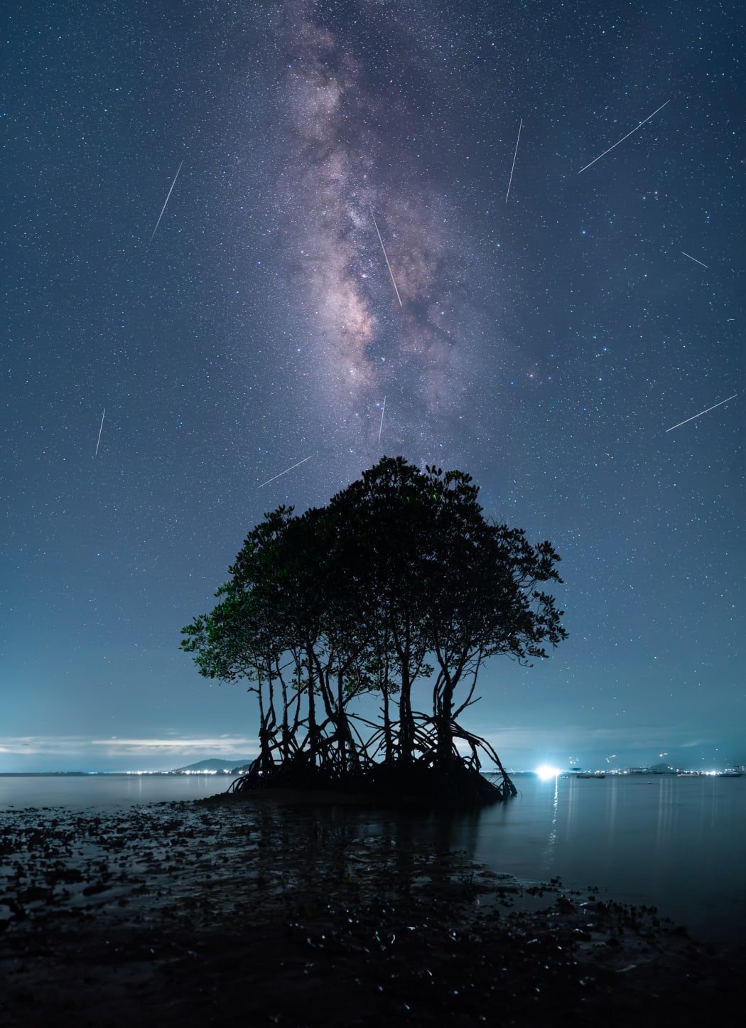 Una imagen de los Mangrove Photography Awards, organizados por Mangrove Action Project.