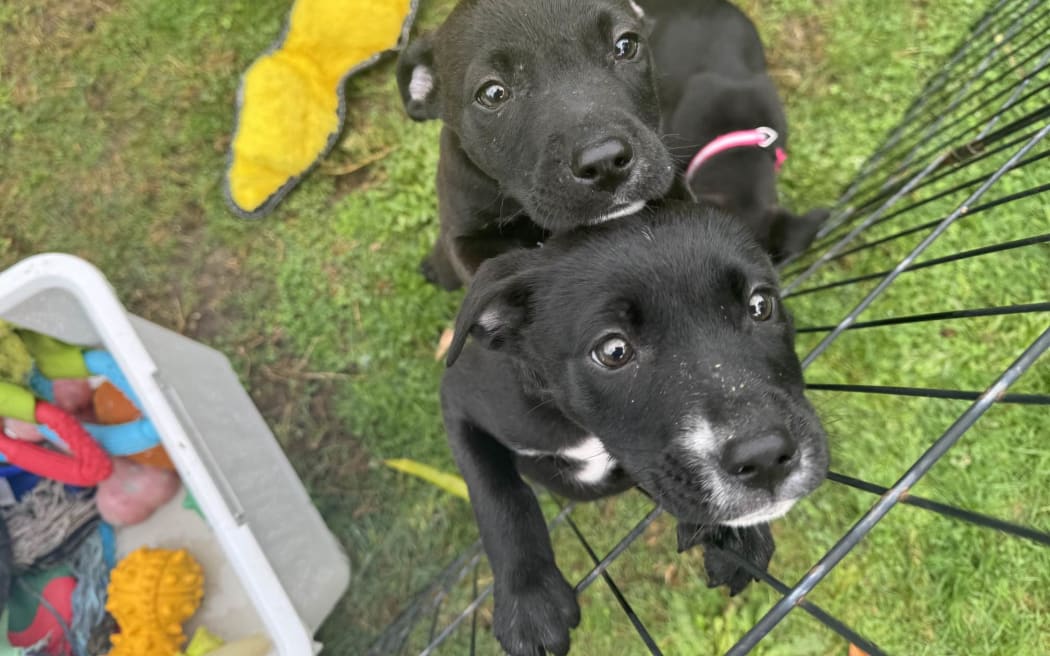 Puppies that have been rescued by Chance 4 Change.