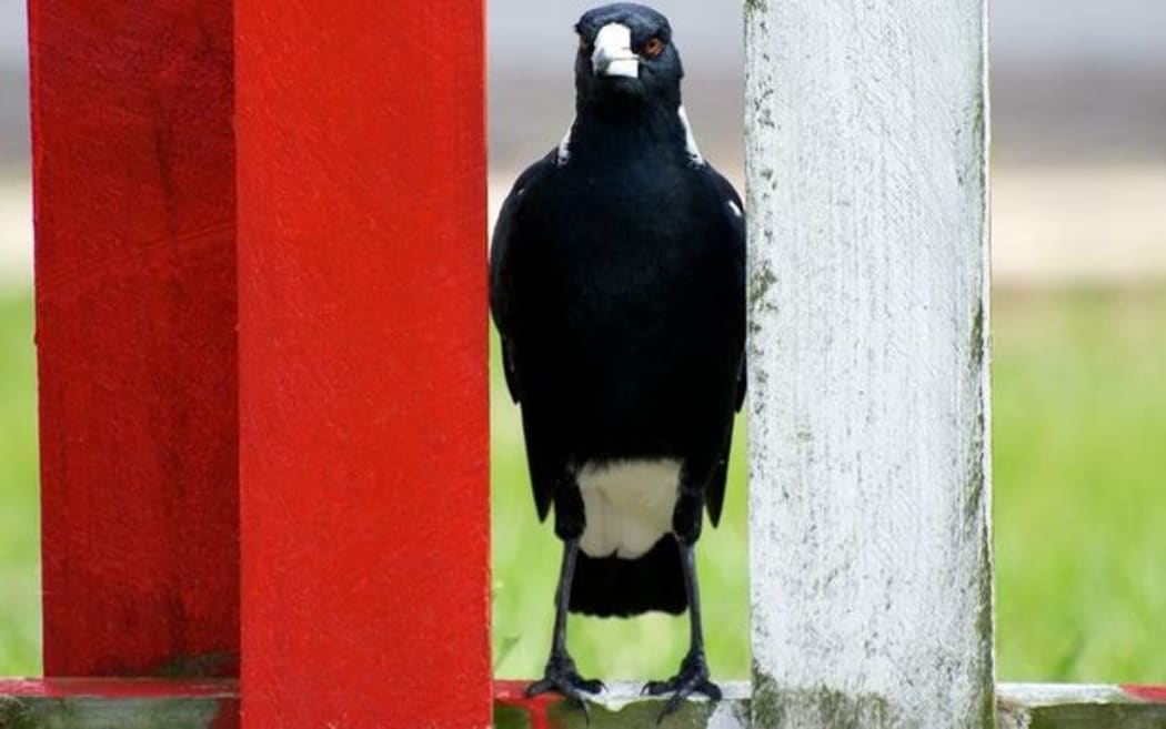 Mountain bikers in Timaru are taking more of a risk in a Centennial Park of late with over protective magpies dive bombing the cyclists.