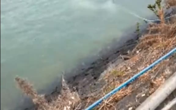 A juvenile minke whale was stuck under a wharf at Hobsonville Point.