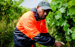 RSE Worker Andre Vegen from Vanuatu prunes grapes in a Marlborough vineyard.