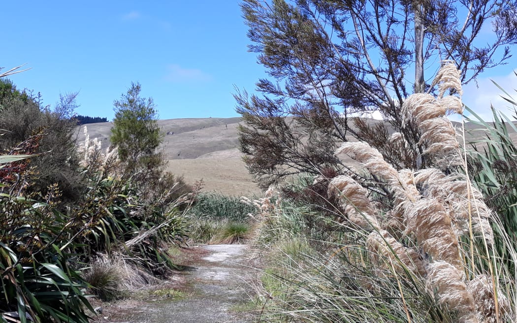 Pekapeka Wetlands, Hawke's Bay