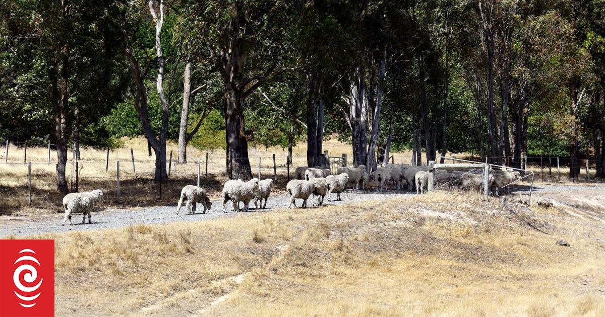 Marlborough waterways dry up with no rain on horizon - Vimarsana News