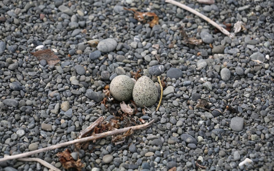 eggs