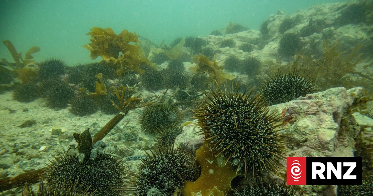 Hauraki Gulf shellfish harvesting ban extended until 2028