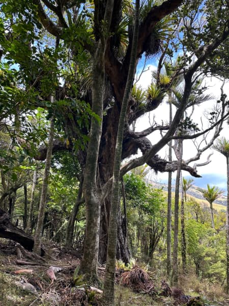 Giant puriri trees provide shade for walkers on the Pahi Coastal Walk