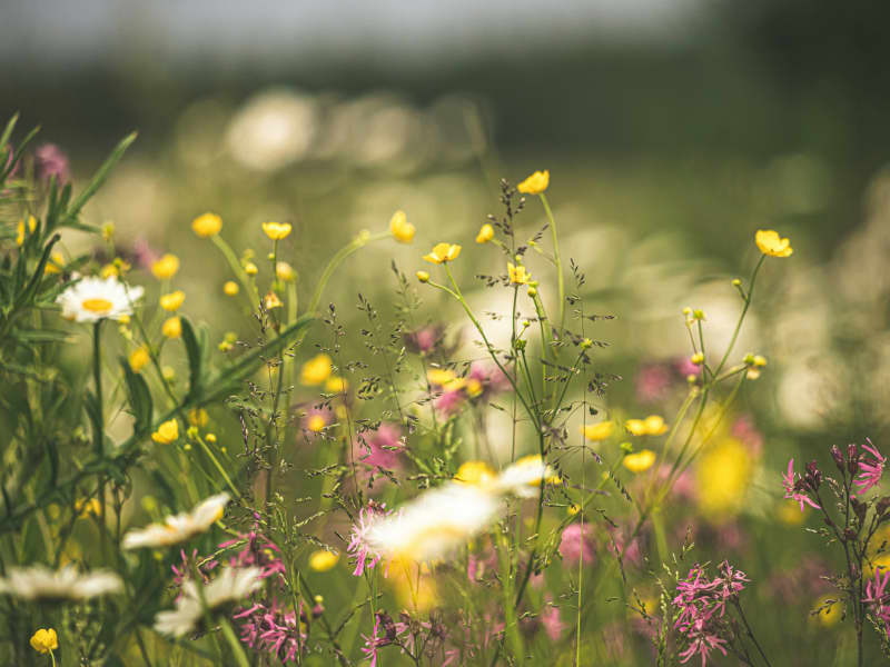 Turning lawn over to meadow brings abundant life to the garden.