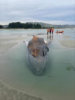A stranded humpback whale.