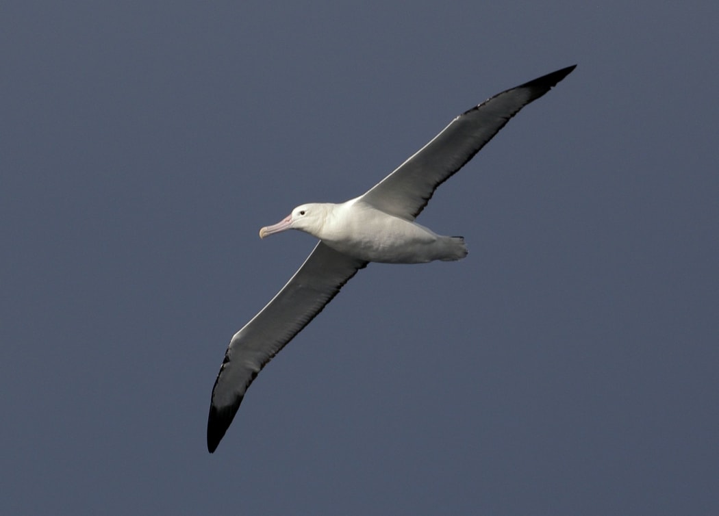 Royal albatross in flight.