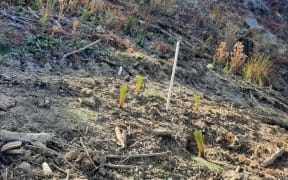 Otago reserve to be planted over the next five years.