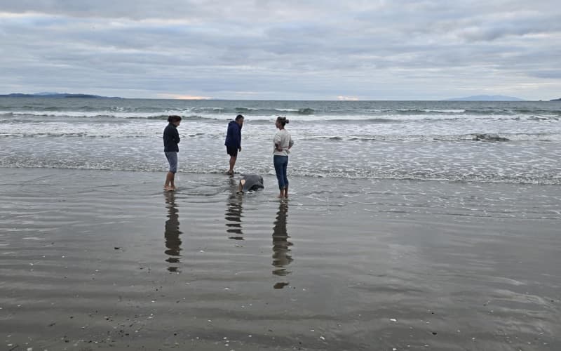 Orca calf found washed up on Auckland's Orewa Beach | RNZ