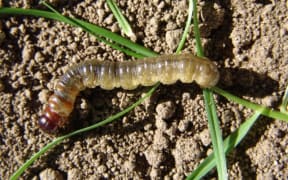 The native porina moth - shown here as a caterpillar - is one of the West Coast's worst agricultural pests.