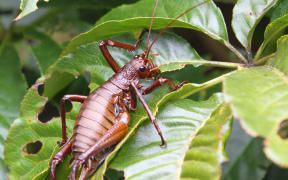 Mahoenui giant weta adult female on native vegetation