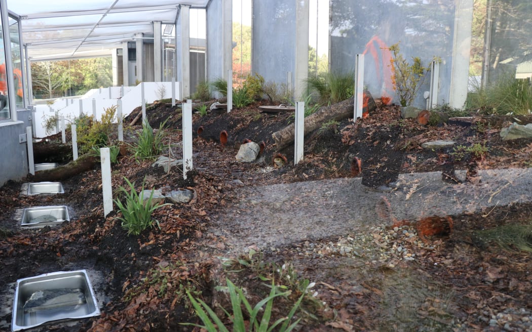 Invercargill's new tuatara enclosure will be unveiled and named on 7 June.
