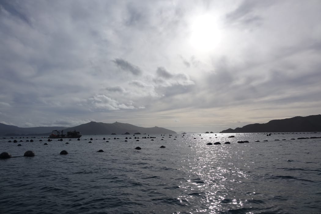 Harvest time at a Pelorus Sound mussel farm.