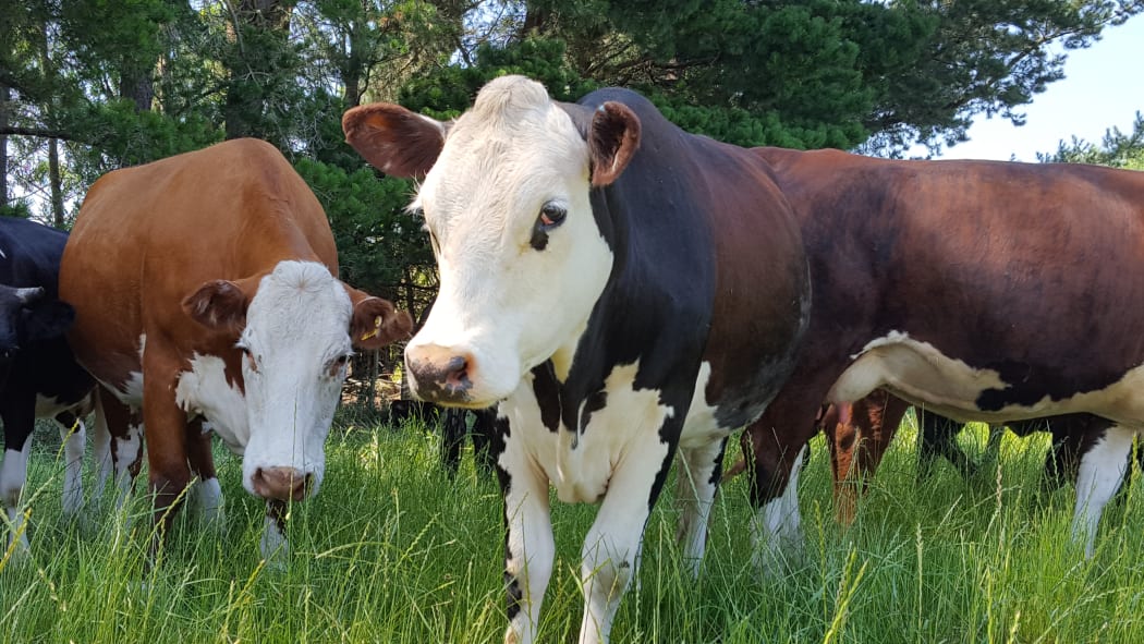 Cows on Angela Payne's farm