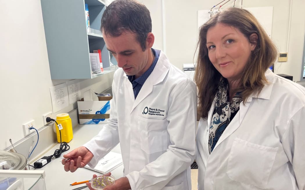 Food by Design programme leader Ben Schon and strategy leader Samantha Baldwin assess a collection of cells at the Lincoln laboratory.