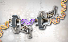 The CRISPR sequences are a crucial component of the immune systems of bacteria.